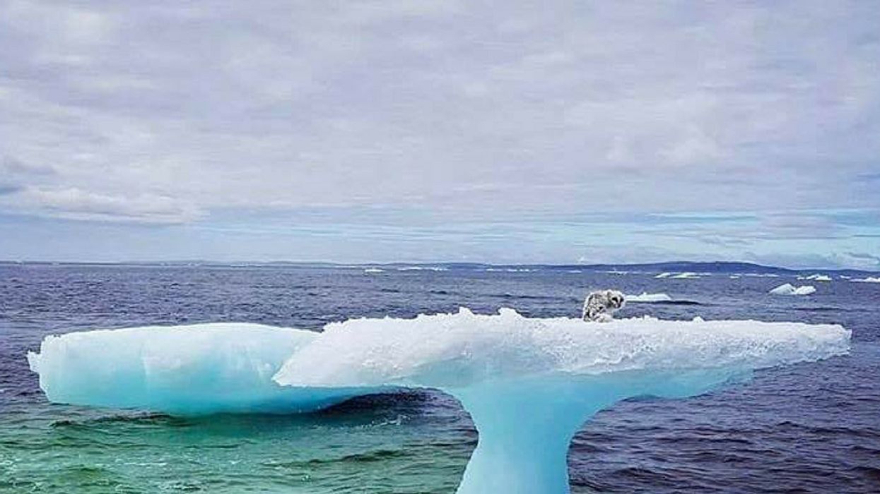 Fishermen Spy What They Think Is A Seal Floating On An Iceberg—But They Were In For A Surprise