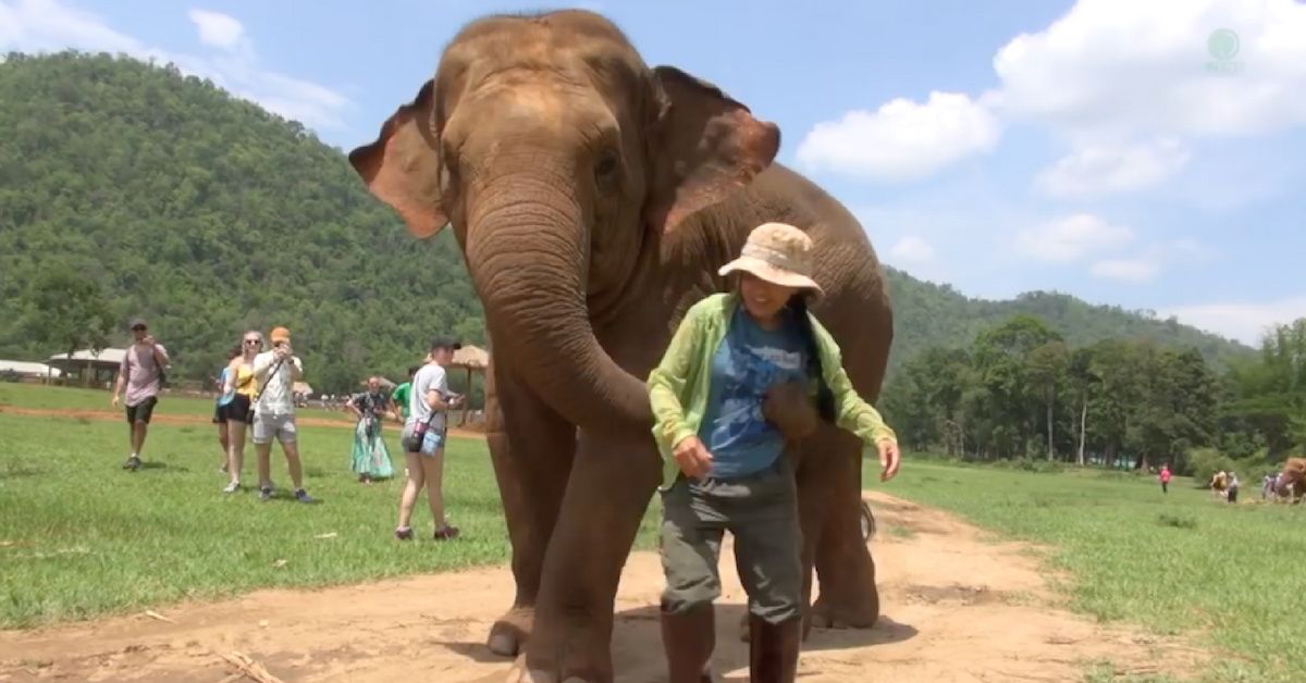 This Needy Elephant Grabbed A Tour Guide To Sing A Children's Classic To A Baby Elephant