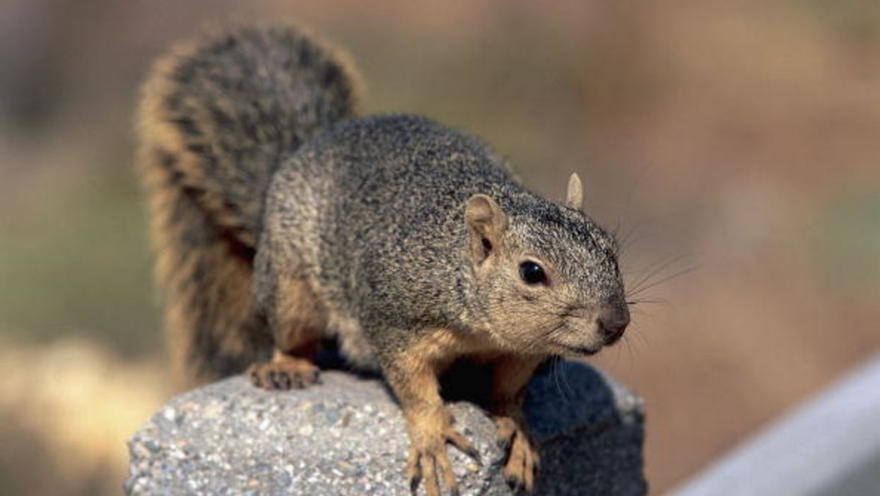 Woman Calls The Cops About A Burglar In Her House Only To Find Out It Was A 'Rogue Squirrel' 🐿