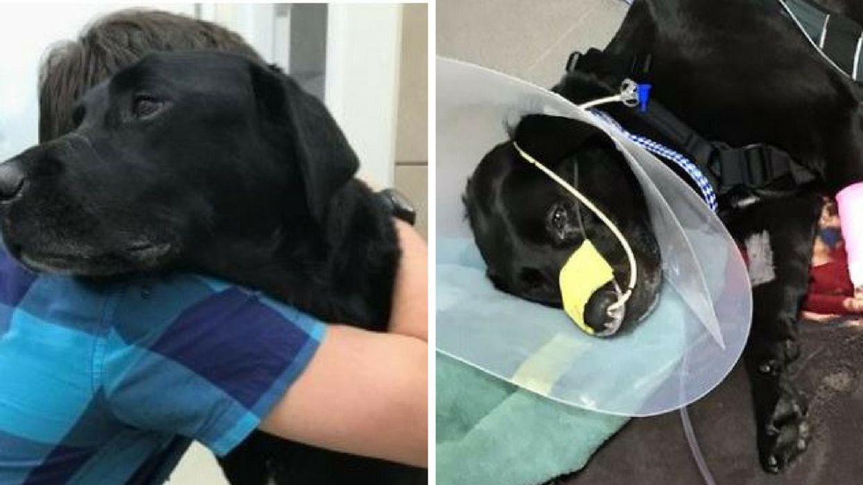 YouTuber's Beloved Service Dog Dies After Stay At Toronto PetSmart Pet Hotel 💔