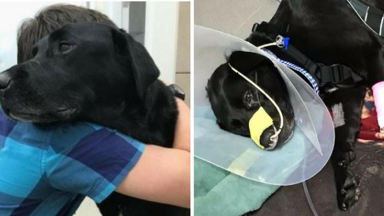 YouTuber's Beloved Service Dog Dies After Stay At Toronto PetSmart Pet Hotel đ
