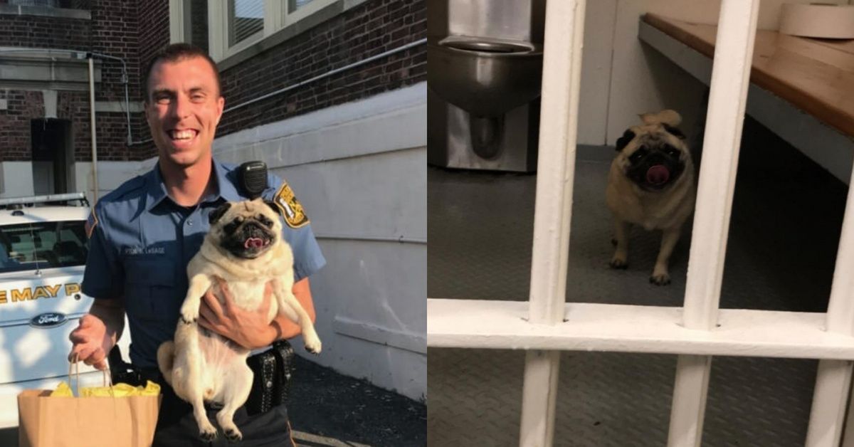 This Clearly Dangerous Pug Was Arrested In New Jersey—And It Even Got Its 'Pugshot' Taken 😂