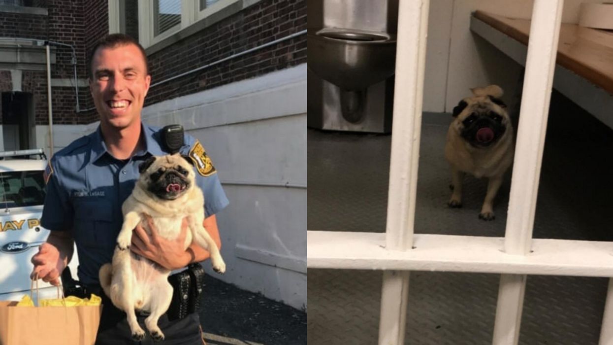 This Clearly Dangerous Pug Was Arrested In New Jersey—And It Even Got Its 'Pugshot' Taken 😂