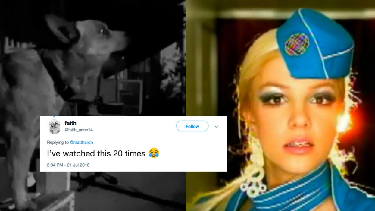 This Dog's Howl Sounds Exactly Like Britney Spears' 'Toxic'—And We're Listening To It On Repeat 😂