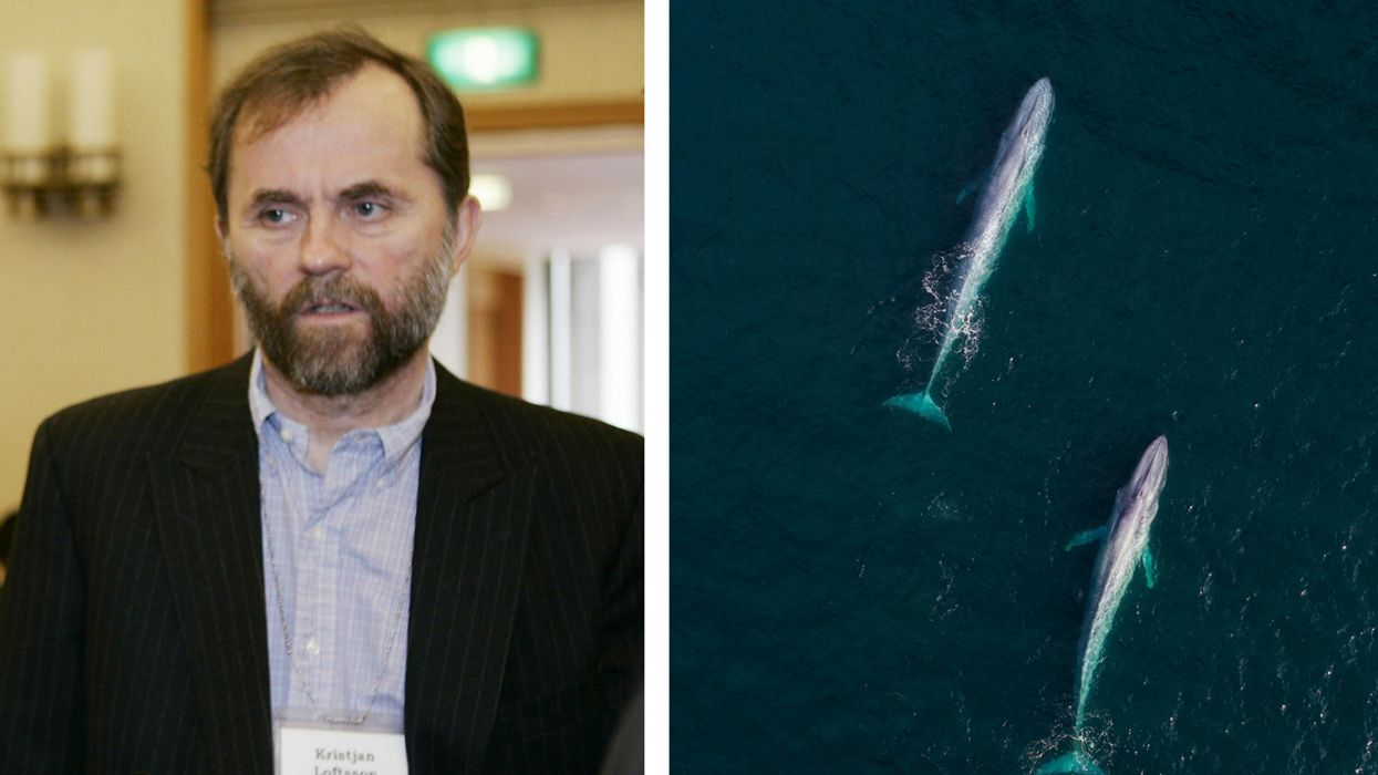 Millionaire Brutally Kills Rare Blue Whale Hybrid—And Vows To Kill 150 More This Summer Alone 😡