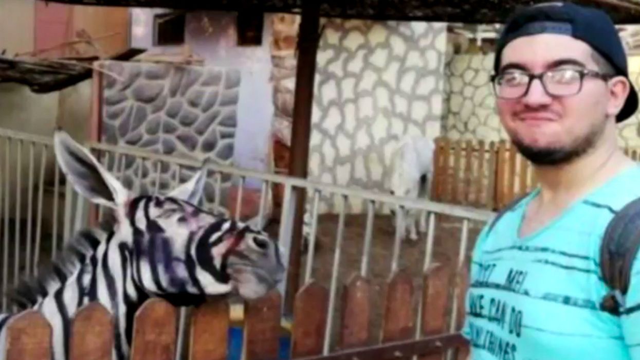 Someone Noticed That This Zoo's Zebra Wasn't Actually A Zebra At All