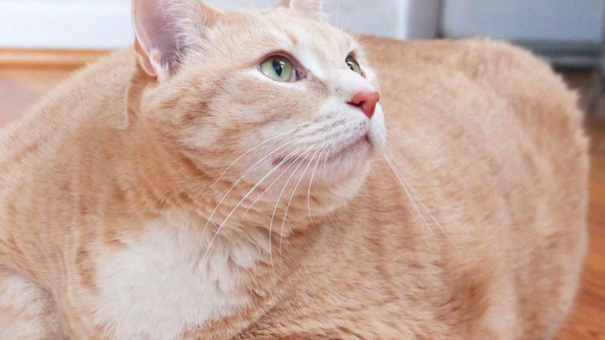 This 33-Pound Cat Setting Out On A Weight Loss Journey Is The Internet's New Obsession
