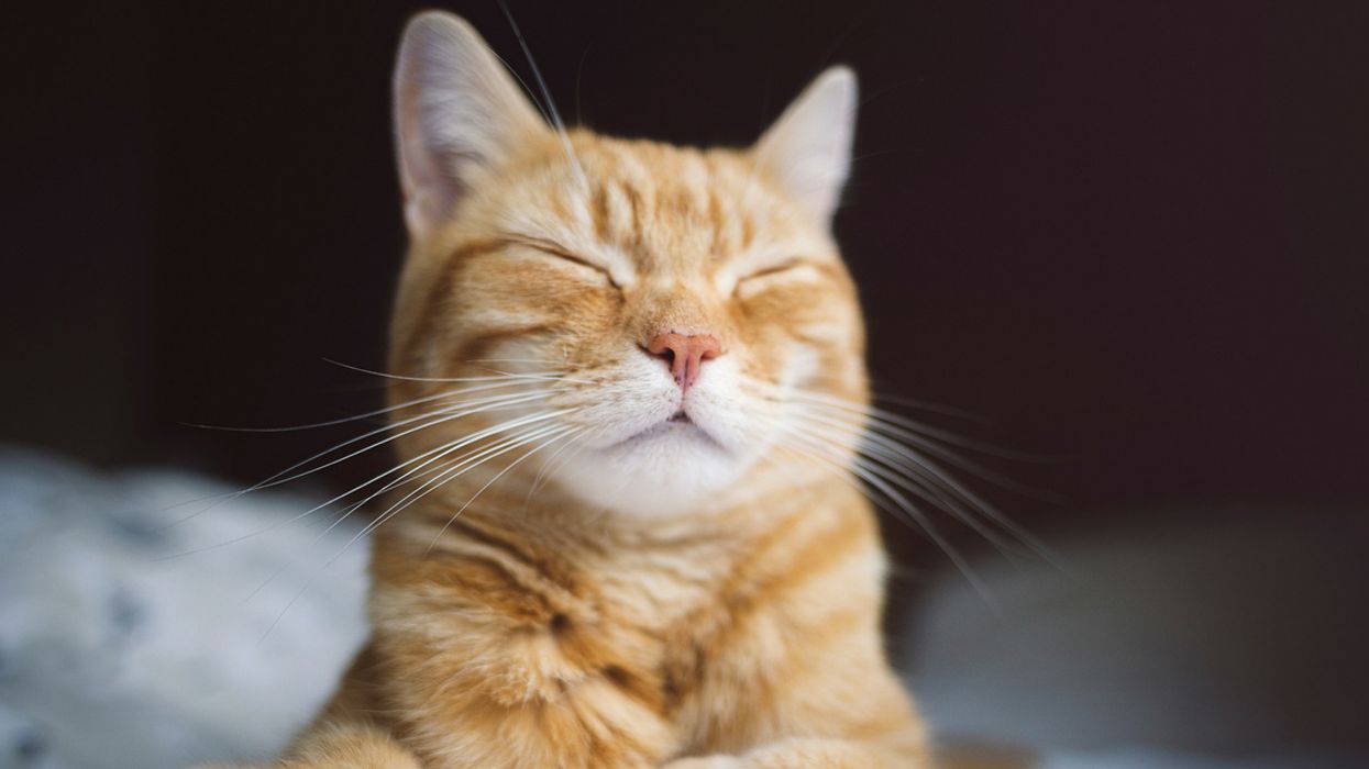 According To Study, Your Cat's Poop Makes You Better At Business