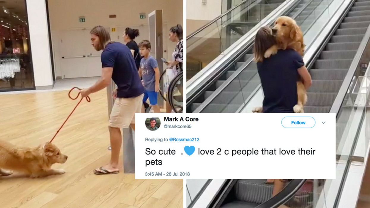 This Video Of A Scared Dog Being Carried Up An Escalator Is The Best Thing You'll See All Day đ