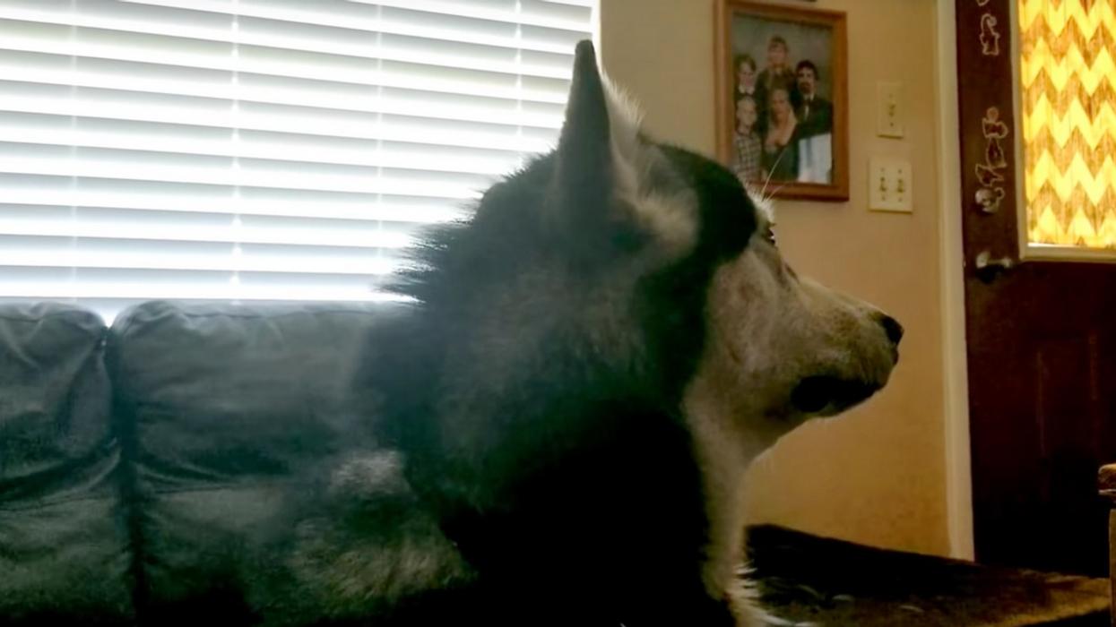 Owners Had To Give Their Stinky Dog A Bath—And His Reaction Is Everything 😂