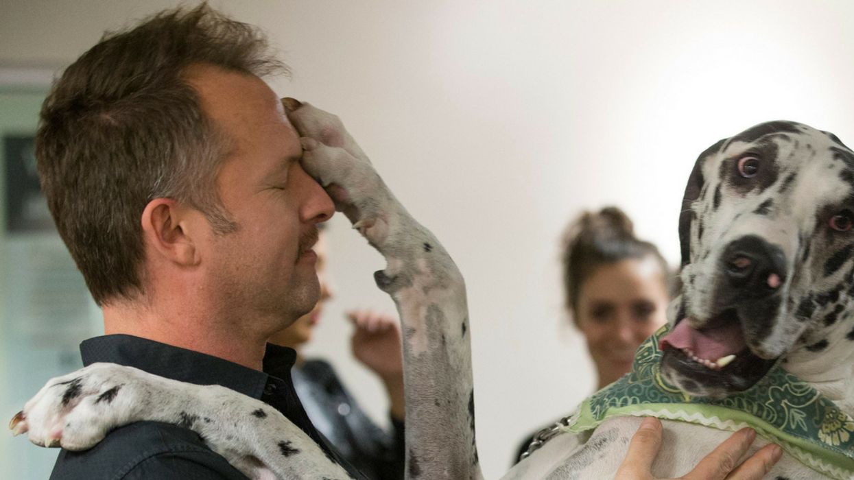 Ever Wonder Why Your Dog's Paws Sometimes Smell Like Fritos?