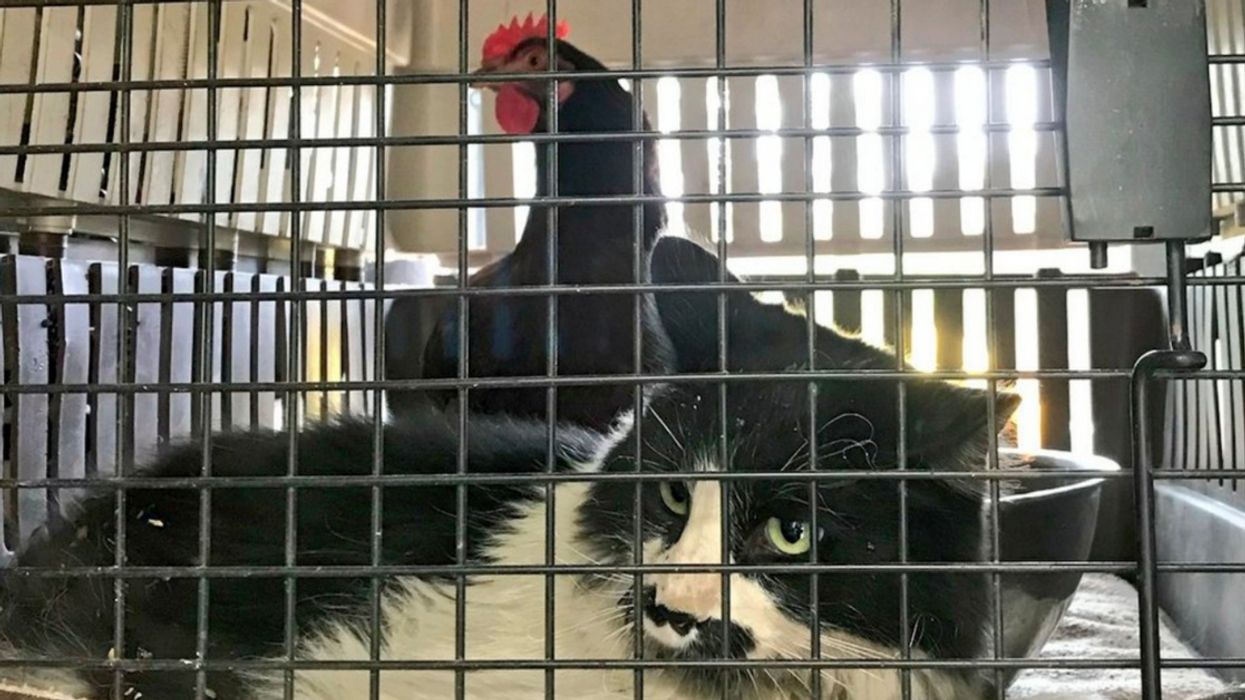 The Story Of This Cat And Chicken Hiding Out Together During Wildfire Is Touching The Internet's Heart