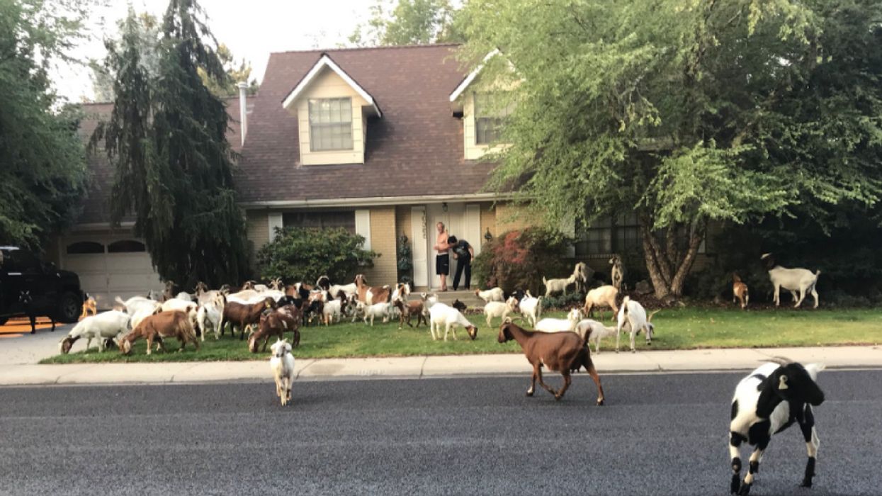 This Neighborhood Has Just Been Overrun By A Horde Of Goats--We're Not Kidding