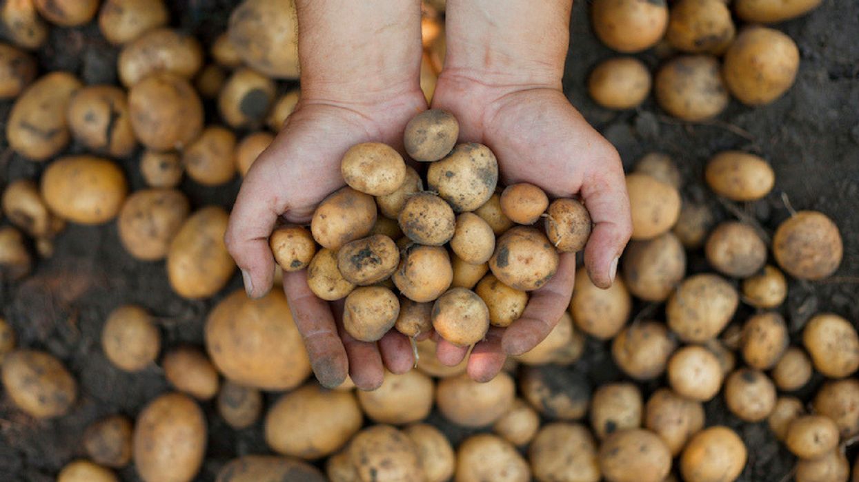 Man Arrested After Filling Hotel Bathtub With Potatoes High On MDMA, 'It Felt Like The Right Thing To Do'