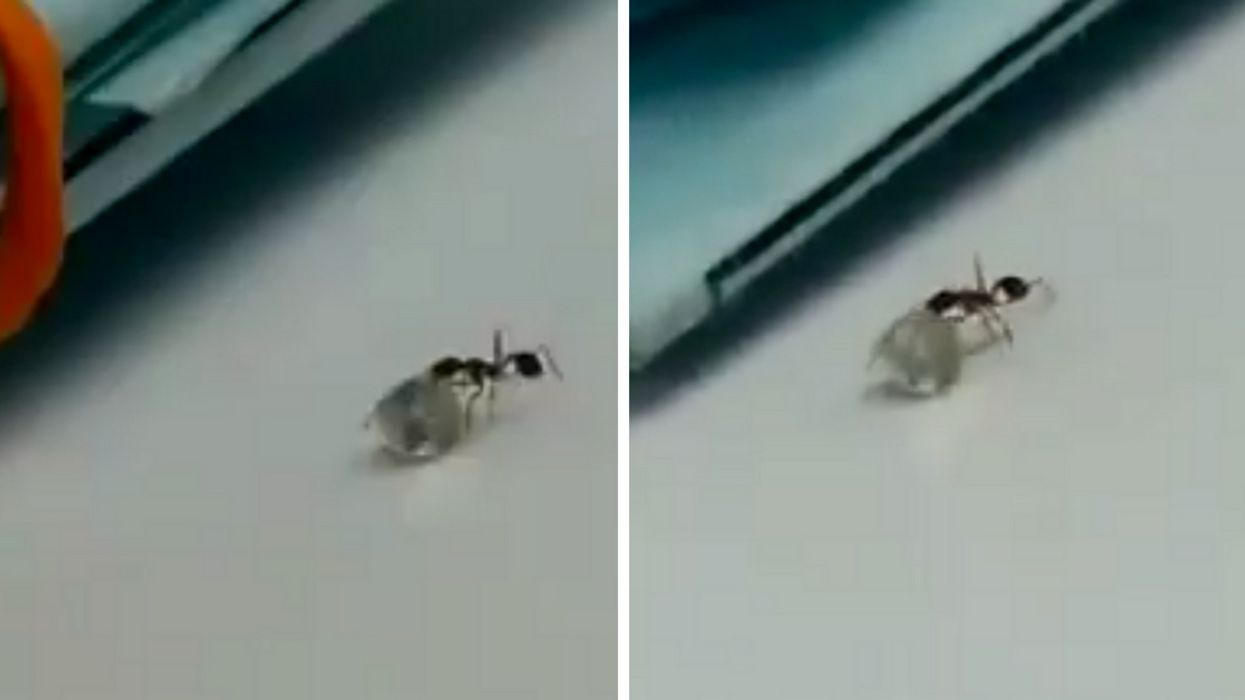 Sneaky Ant Thief Caught On Camera Trying To Make Off With A Diamond ππ