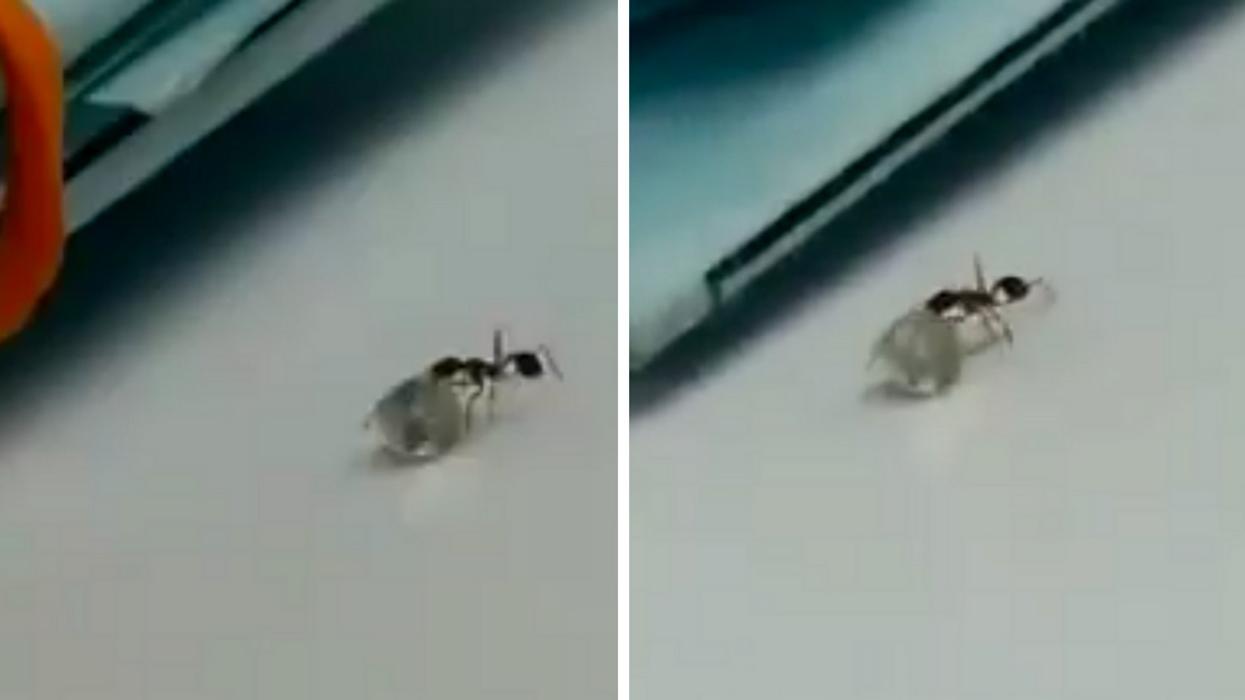 Sneaky Ant Thief Caught On Camera Trying To Make Off With A Diamond ππ