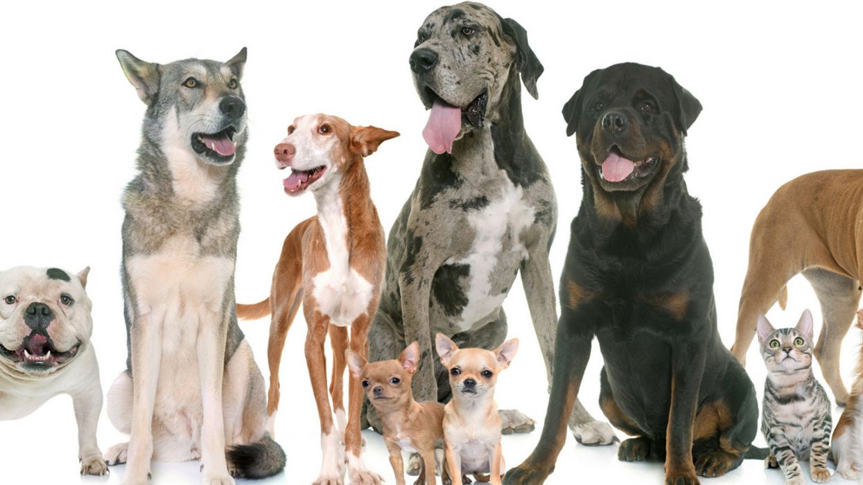 A Little-Known Sugar Found In Everyday Items Can Be Deadly To Your Dog