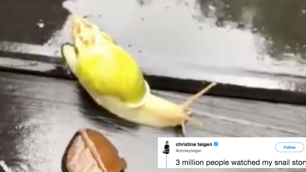 Chrissy Teigen Made An Instagram Story About A Snail That Is Way More Riveting Than It Should Be 🐌