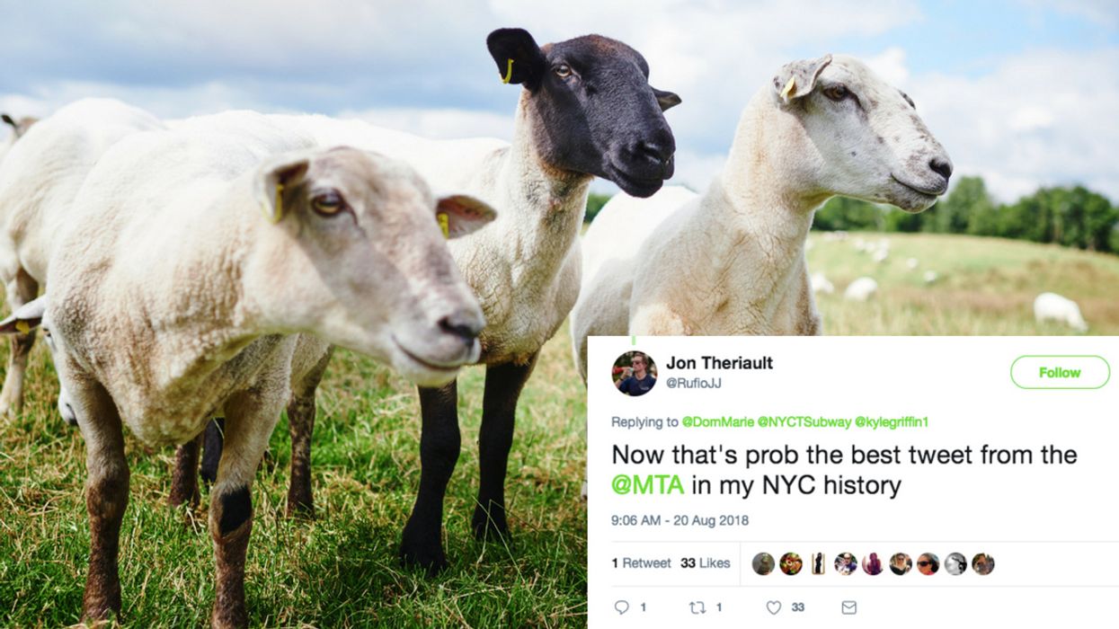 A Couple Of Naughty Goats Were Caught Hanging Out On The NYC Subway Tracks ๐