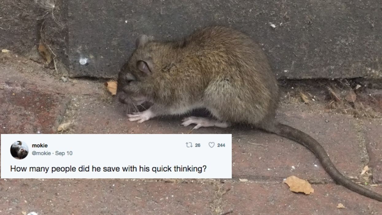 Naughty Rat Pulls Fire Alarm At D.C. Condo—And All Hell Breaks Loose 🔥😂