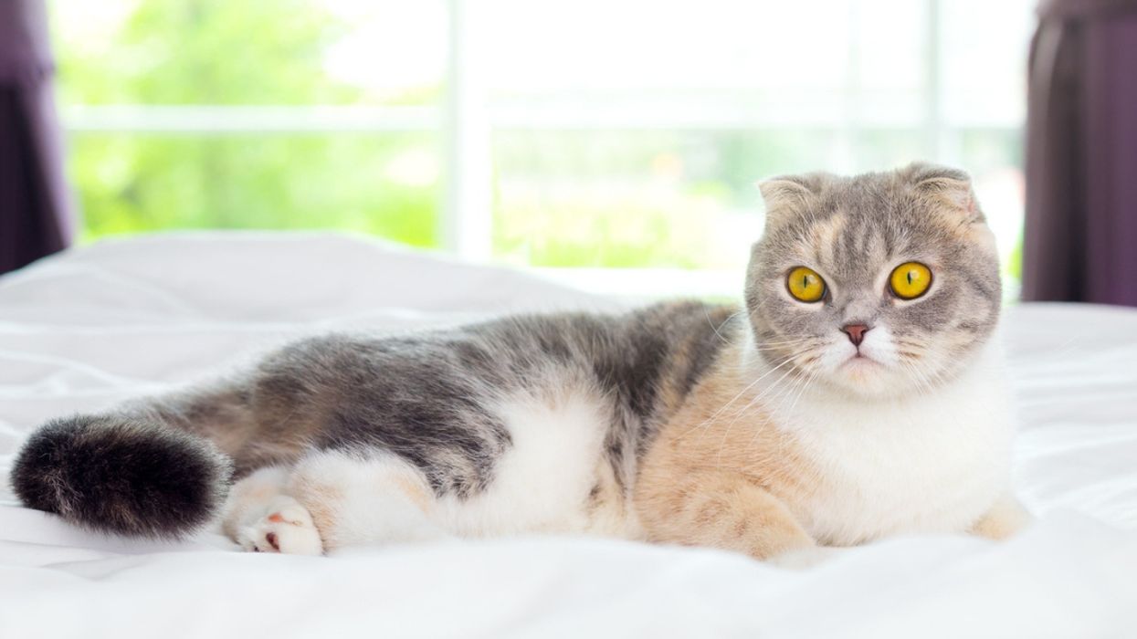 Scotland To Outlaw Breeding Of Cats Without Cartilage And Other Designer Pet Breeds