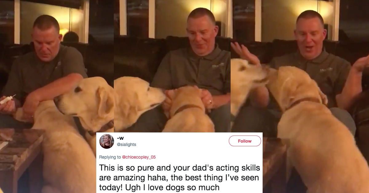 This Dog's Jealousy Of Another Dog's Ear Medicine Is The Epitome Of Adorable 😍