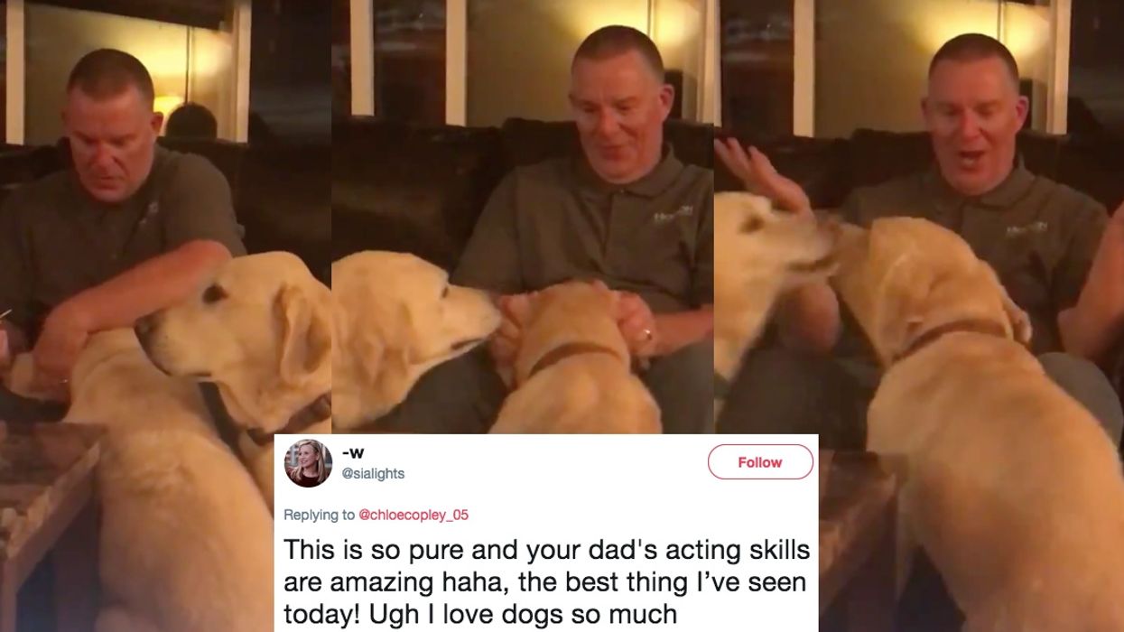 This Dog's Jealousy Of Another Dog's Ear Medicine Is The Epitome Of Adorable 😍