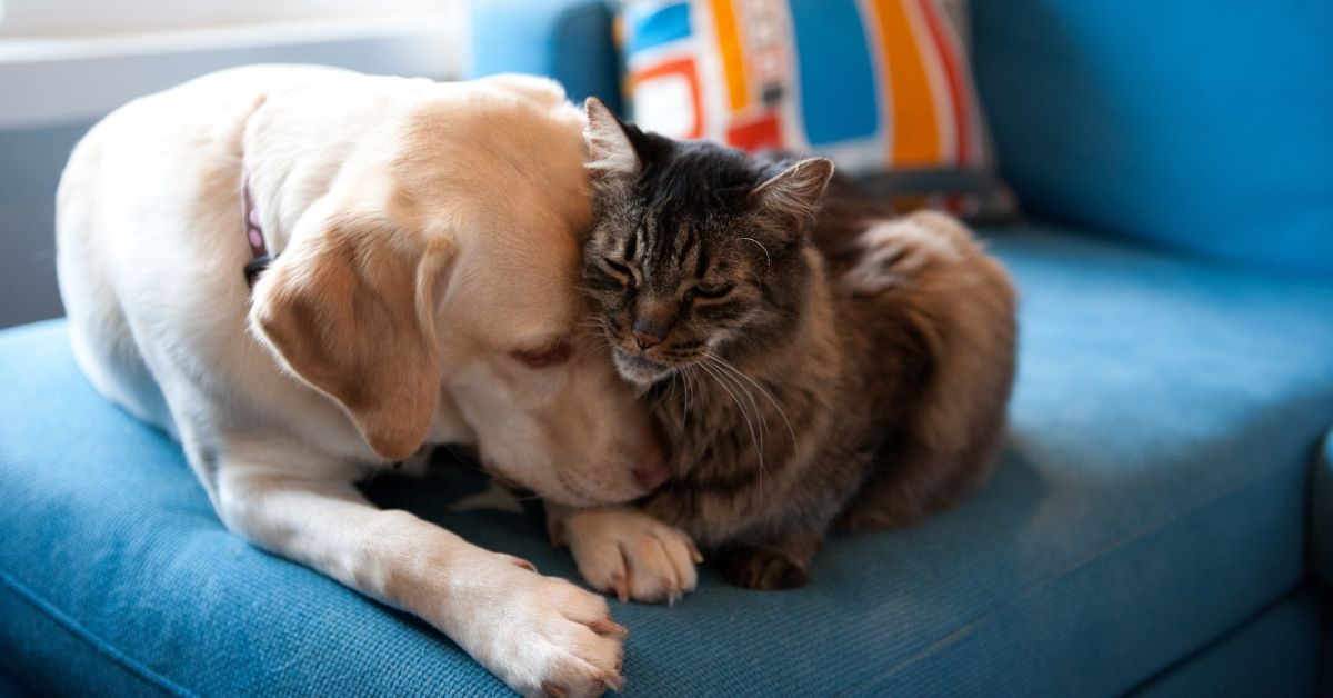 Cats And Dogs Will No Longer Be On The Menu After House Passes Bill Outlawing Consumption