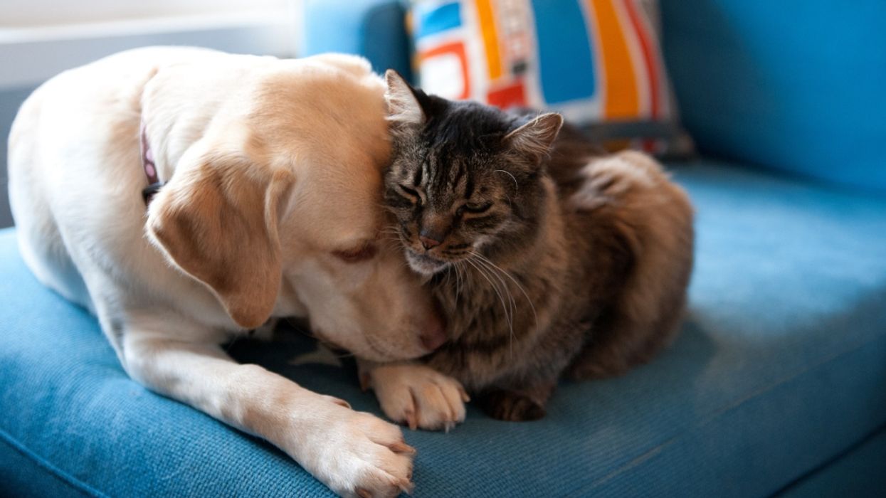 Cats And Dogs Will No Longer Be On The Menu After House Passes Bill Outlawing Consumption