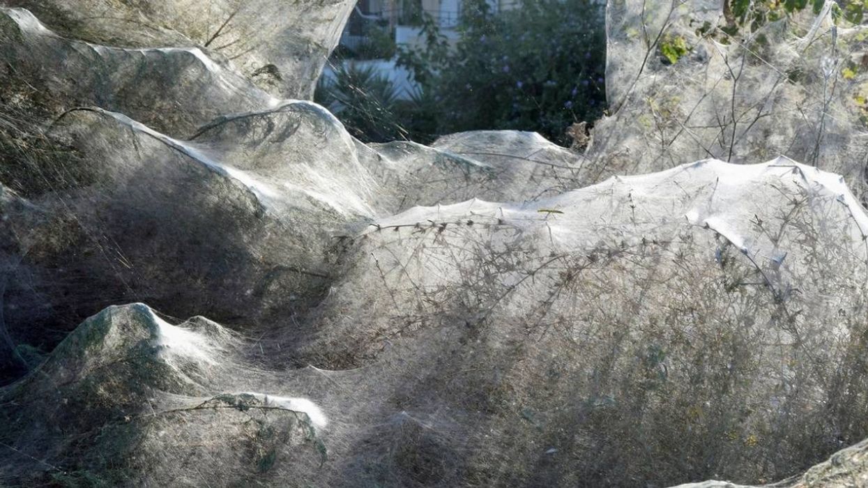 Spiders In Greece Have Spun A Web That Stretches Over 1,000 Feet For What Scientists Are Calling A 'Spider Party' 😱