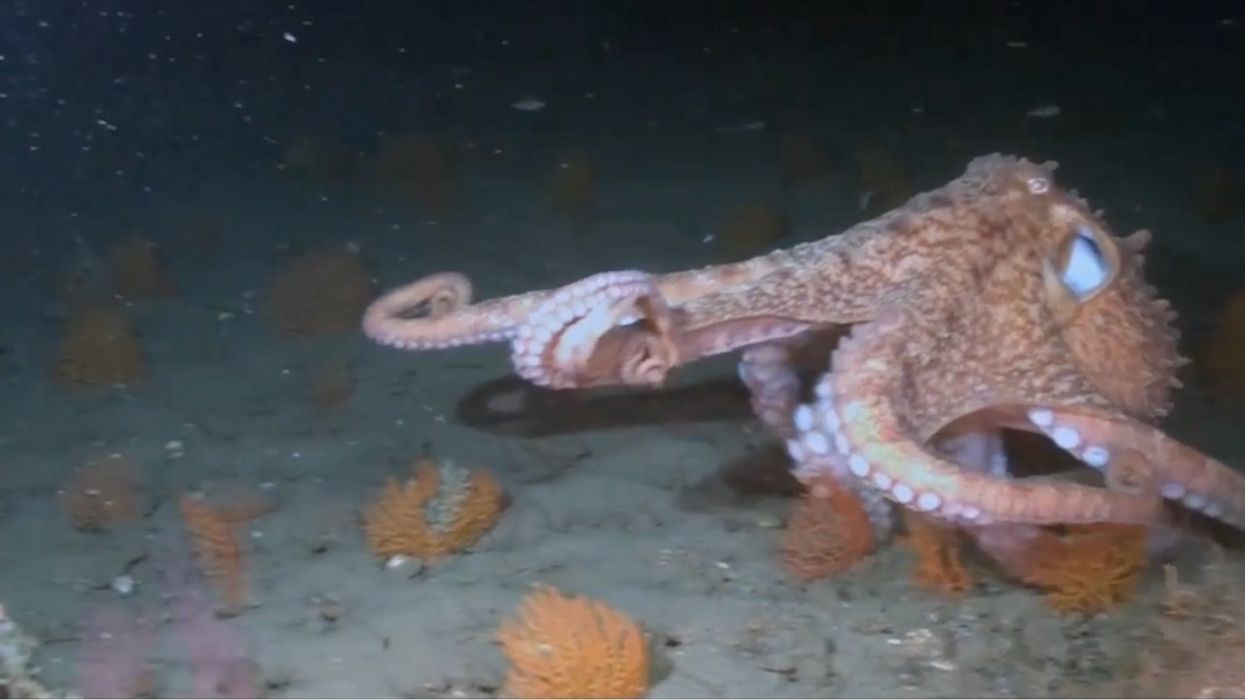Scientists Gave Ecstasy To Octopuses And Find That They Have A Lot In Common With Humans