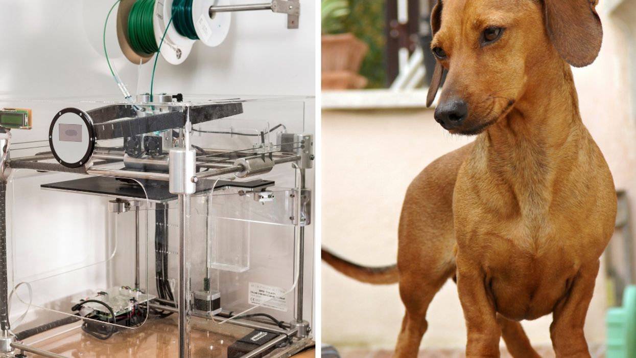 3D-Printing Technology Helps Replace Skull Of Dog Battling Brain Cancer 😮