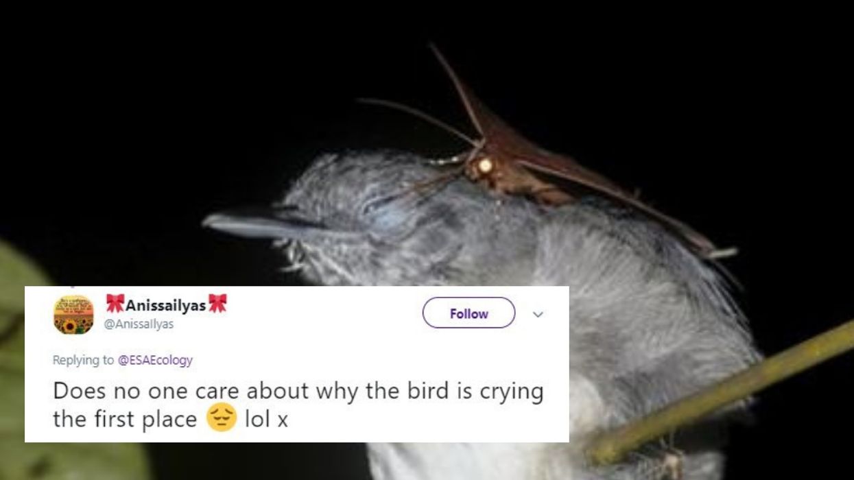 Bizarre Footage Of Moth Drinking The Tears Of A Sleeping Bird Goes Viral 😮