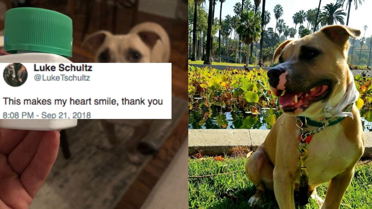 This Dog Owner Re-branded Her Pet’s Allergy Medication In The Best Way 😍
