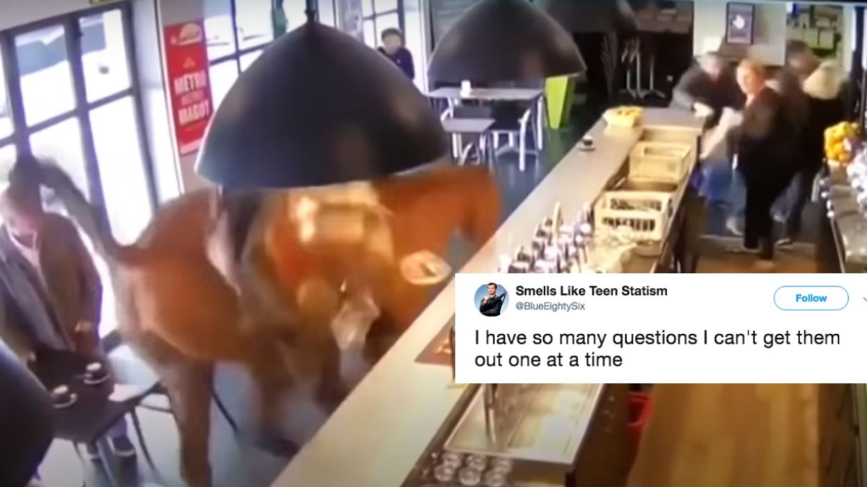 Racehorse Gallops Into French Bar And Sends Customers Scrambling In Viral Video 😮🐴