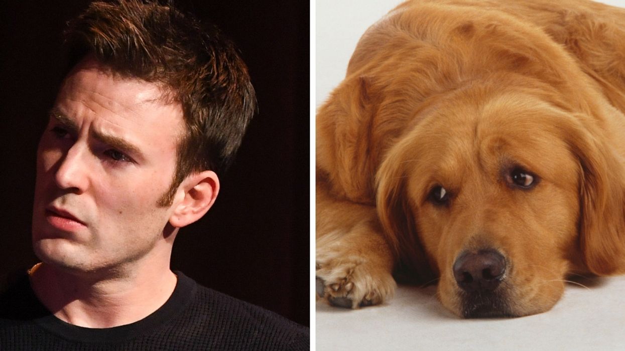 There's A Twitter Account Dedicated To Comparing Chris Evans To Golden Retrievers—And They're Onto Something