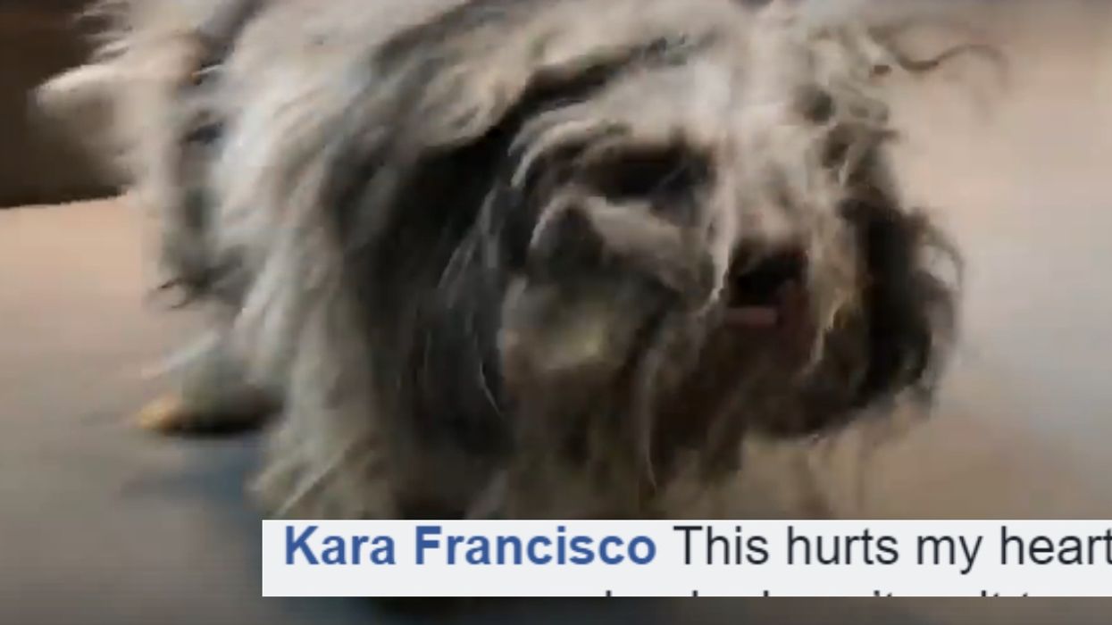 Neglected Dog Covered In Matted Fur Gets A Makeover From Rescue Workers—And The Transformation Is Remarkable ❤️