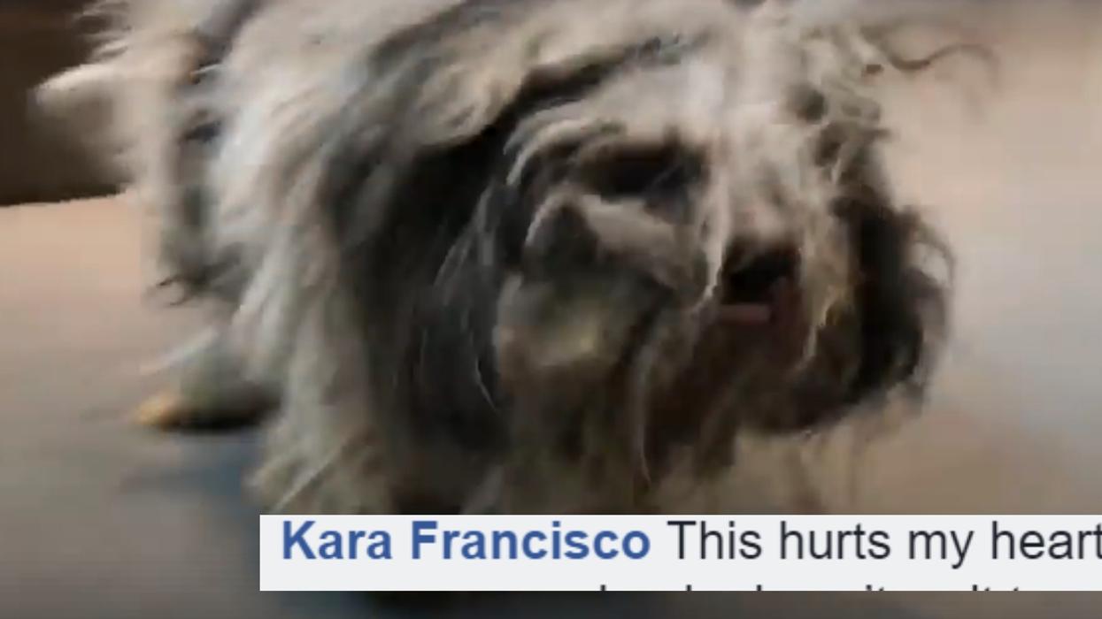 Neglected Dog Covered In Matted Fur Gets A Makeover From Rescue Workers—And The Transformation Is Remarkable ❤️