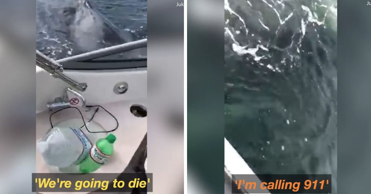 Woman Calls The Cops On Some Humpback Whales In Viral Video—And We Can't 😂