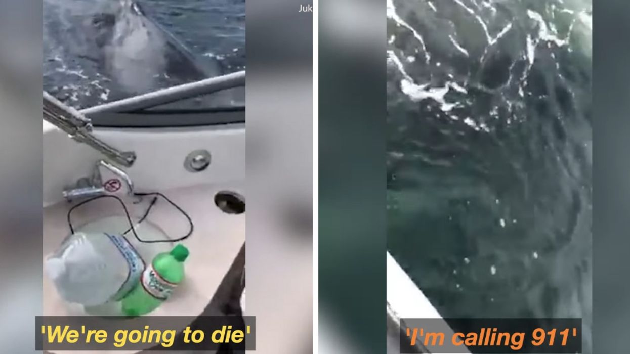 Woman Calls The Cops On Some Humpback Whales In Viral Video—And We Can't 😂