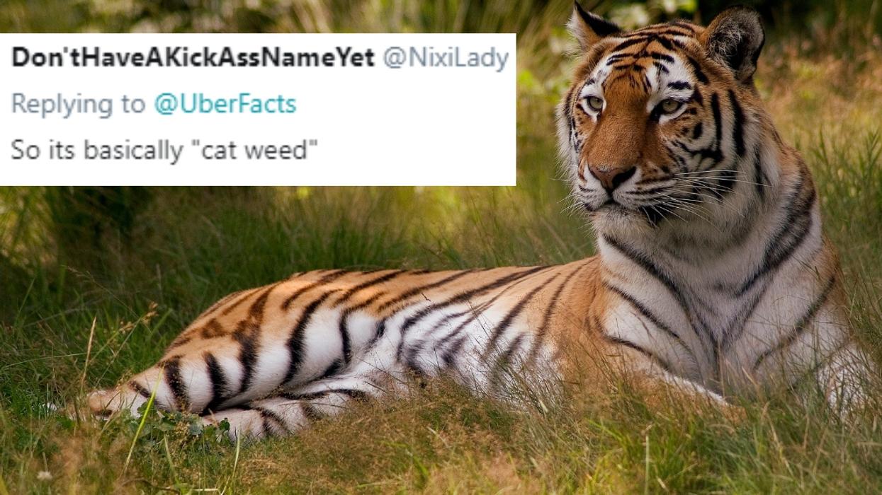 Indian Authorities Turn To An Unusual Bait To Lure In Deadly Tiger đŻ