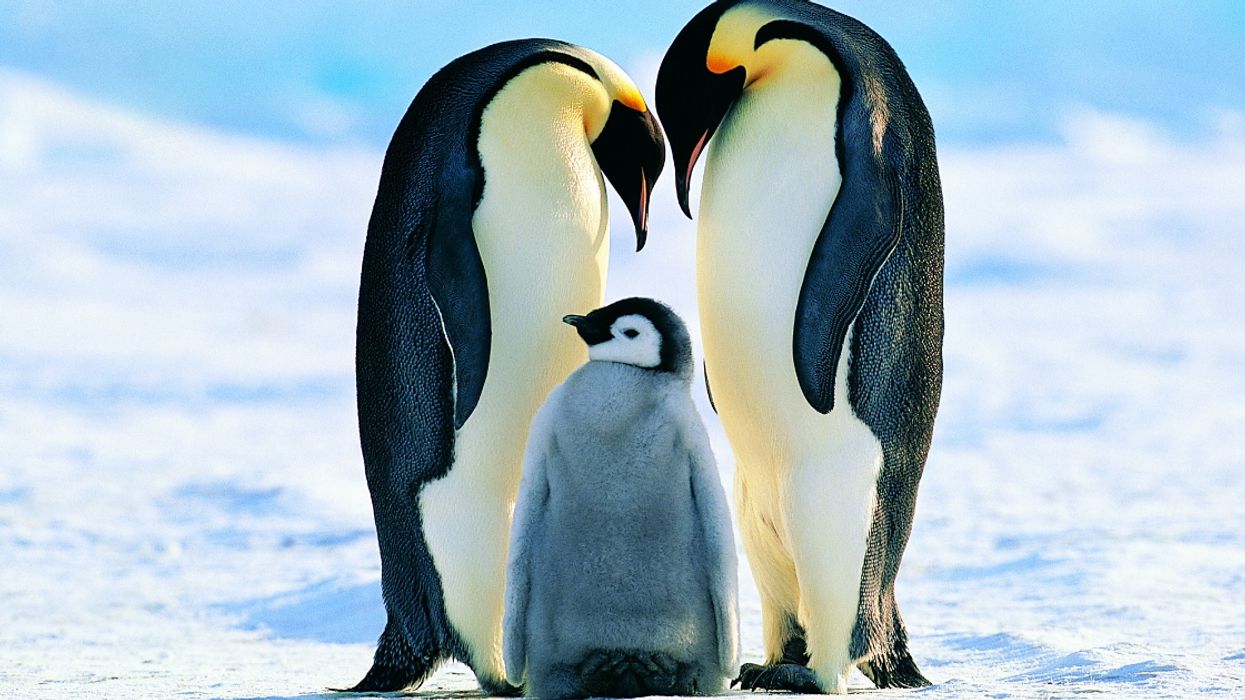 A Gay Penguin Couple In Sydney Are About To Become Parents ❤️