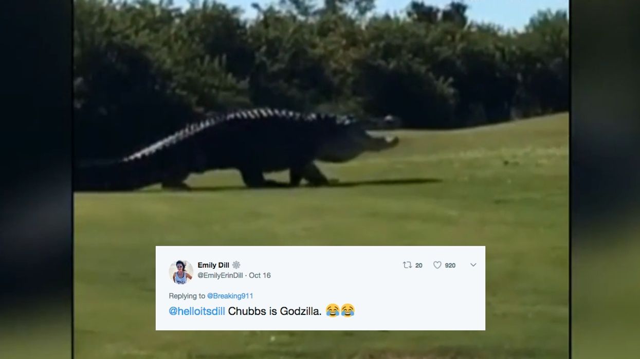 A Humongous Alligator Named 'Chubbs' Who Is Known For Scaring Florida Golfers Is Back At It Again š®