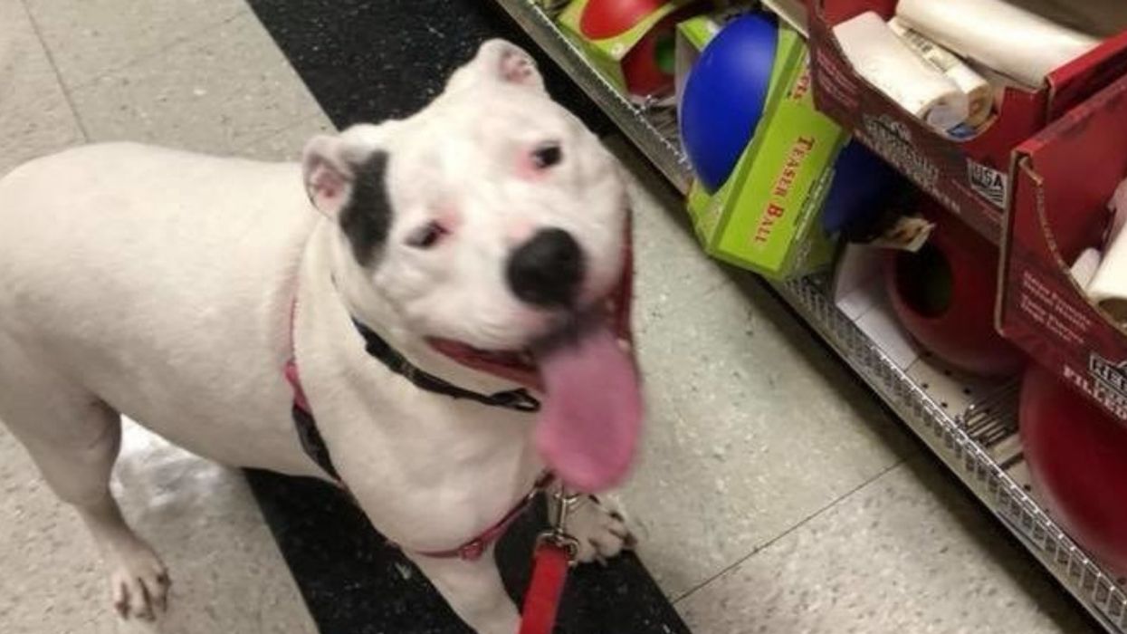 Maine Animal Shelter Looks To Find Home For Sweet Dog Who Has Been There For Nearly 4 Years