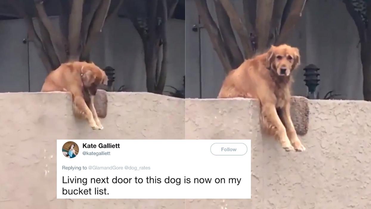 Clever Dog Has An Ingenious Way Of Tricking Strangers Into Playing With Him 😂