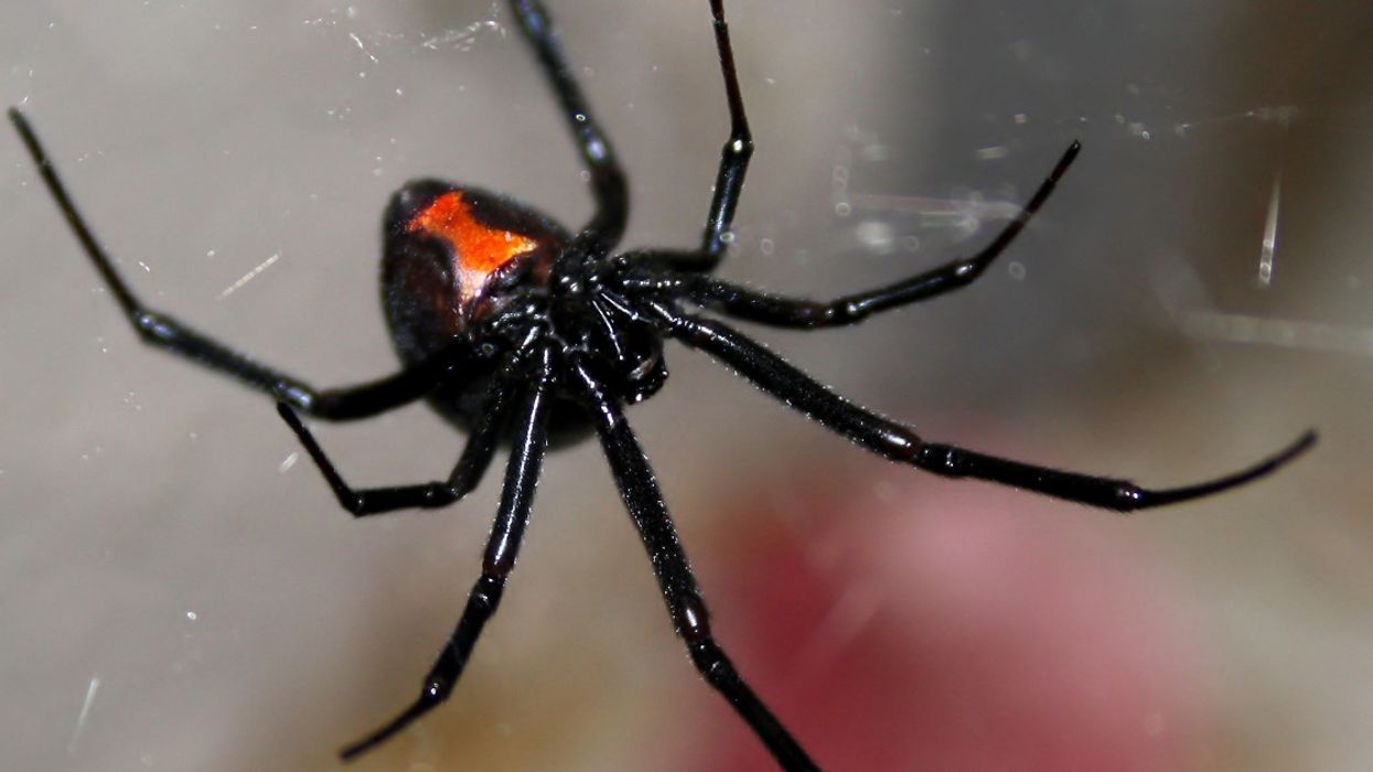 California Man Attempts To Kill Spiders In His Parents' Home Using A Blowtorch—And It Went As Well As You'd Expect 😬🔥