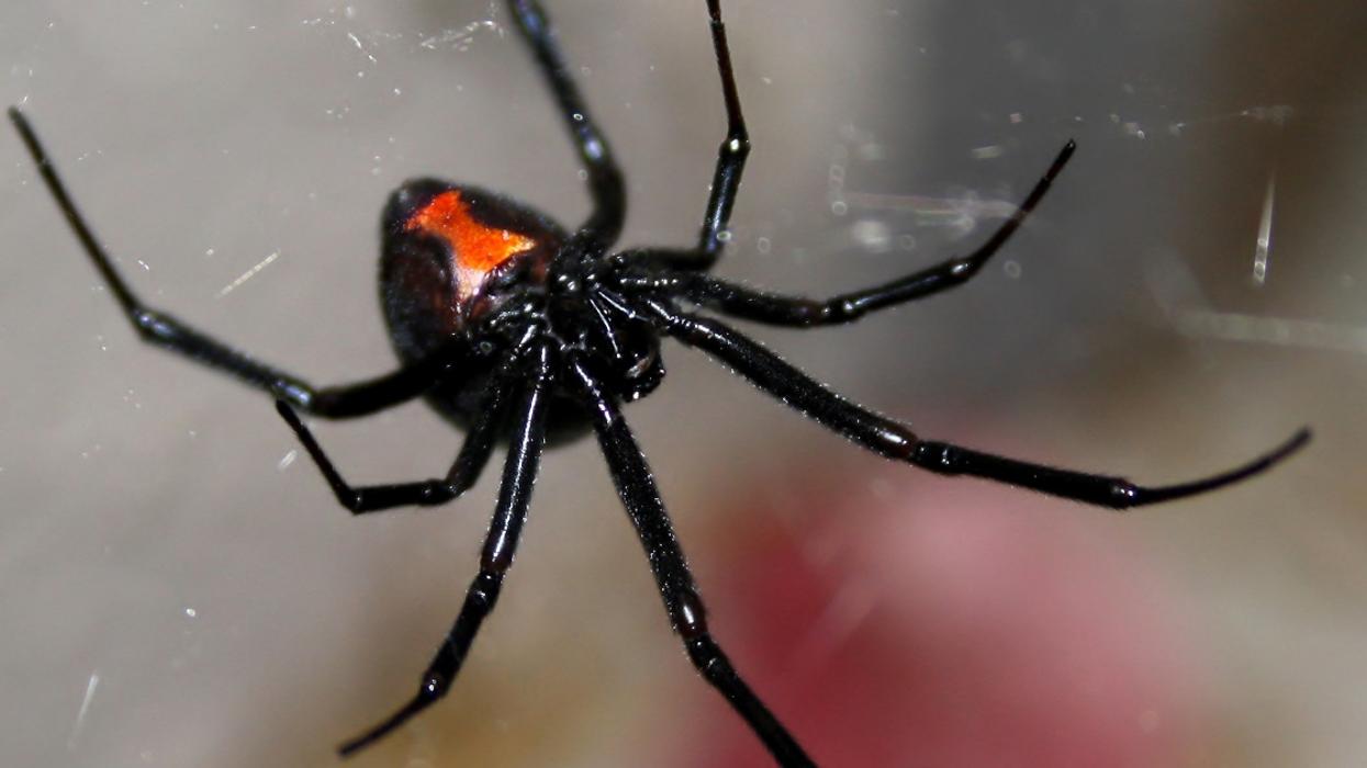 California Man Attempts To Kill Spiders In His Parents' Home Using A Blowtorch—And It Went As Well As You'd Expect 😬🔥