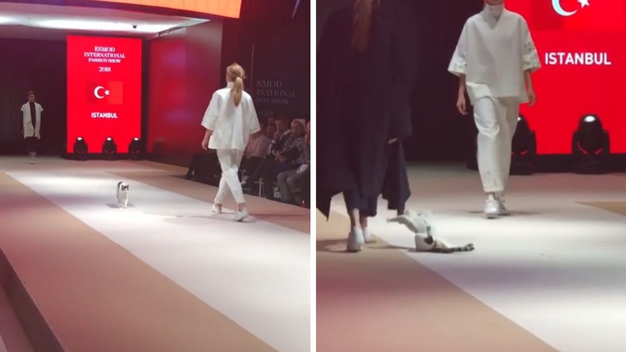 Sassy Kitty Crashes Turkey Fashion Show—Struts The Runway In Iconic Fashion 😻