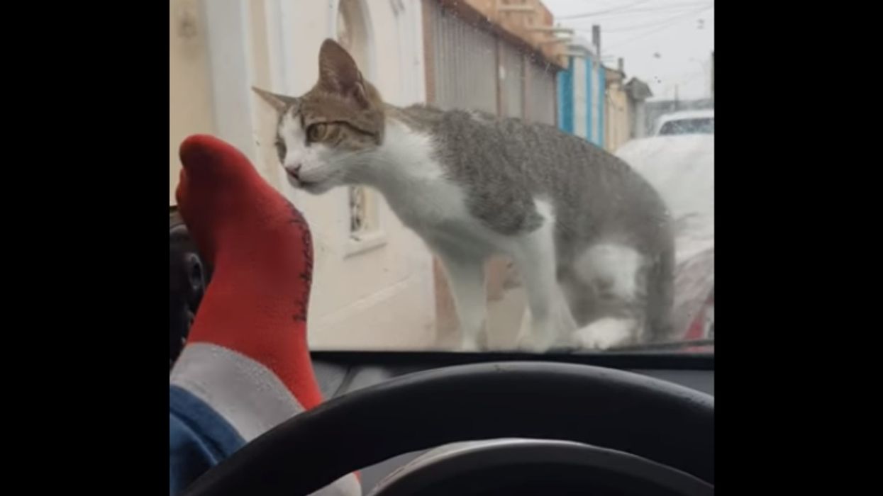 Guy Tries To Shoo Cat Off His Car By Kicking The Windshield—And Instant Karma Kicks Him Right Back 😹