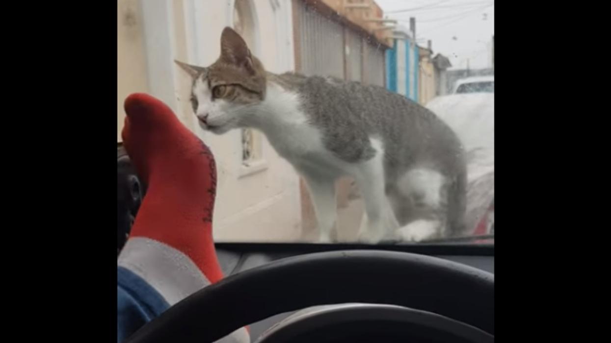 Guy Tries To Shoo Cat Off His Car By Kicking The Windshield—And Instant Karma Kicks Him Right Back 😹